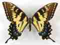 Papilio glaucus female (melanic) (Internet Image property of respective owner, non-commercial use only)